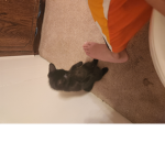 Pig.