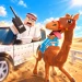 Race Camels icon
