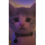 PicklesTheCat