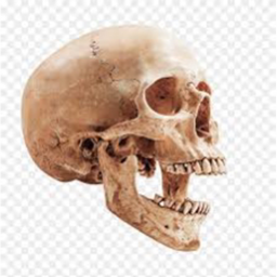 skelly