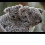 Koala group!!!!