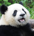 LA THEAM PANDA