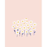 Daisy x Days