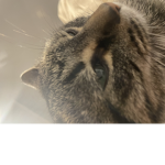 heckergamr23