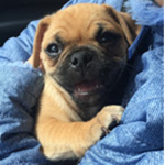 THE PUGGLE SQUAD