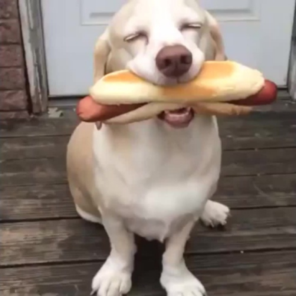 dog eating a hot dog Roblox decal