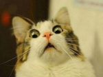 Whisker Wizards