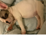 my dog coco :)