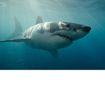 ห้องปฏิบัติการทดสอบปลาฉลาม [Ocean Lab]