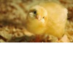My chicks!