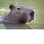 capybara productions (we love capybaras)