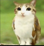 MEWOL