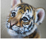 Tigers hevin