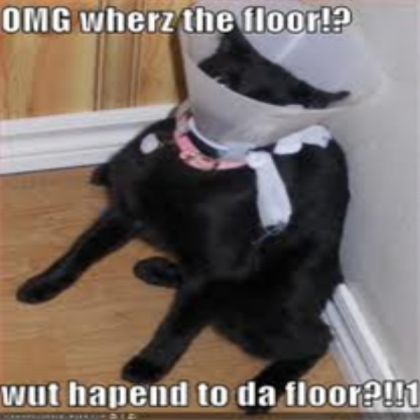 funny cat picture Roblox decal
