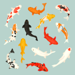 ~The Koi Fishies~