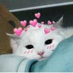 We all think animals are cute