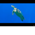 I love turtle so much