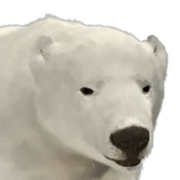 polar bears