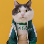 squidcat dev