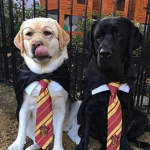 Harry Potter dog group