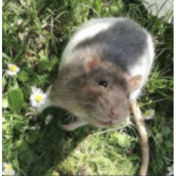 🐀