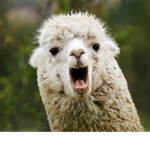 #LLamaSquad#