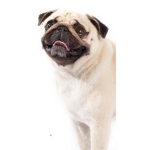 Pugs Are pugs :)