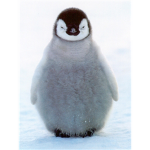 Penguin Sweethearts/Lovers
