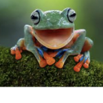 The froggy people