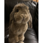 Toby Bunny Fan Club