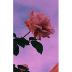 Beautiful_Roses