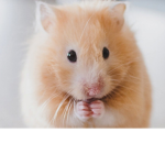 Hamster trid
