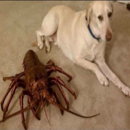 🐶
