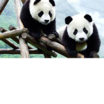 TEAM PANDA ONLY!!