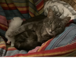 Carzy nature cats