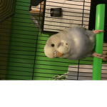 Budgie awesomeness