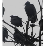 Shojiko Crows {TS}