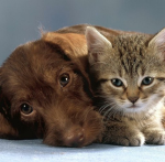 Team Katze 12345