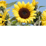 Sunny Lives