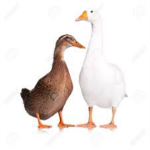 The Quacking Geese