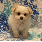 Sweet puppy group