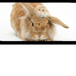 ~Rabit|hamsters~