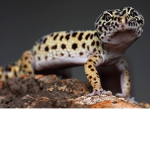 The Place For Geckos
