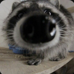 mi$umi
