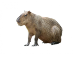 Capivara Z