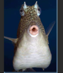 underwater storage gang