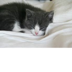 kittenclothes
