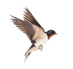 Utopie Aviaire