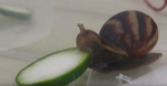 slugtree