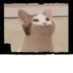 Sammy’s cat club